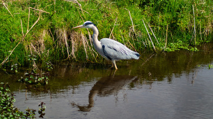 Large Grey Heron, Ardeidae, Single Bird Close Up, eyeline low angle view, searcing for food on riverbank