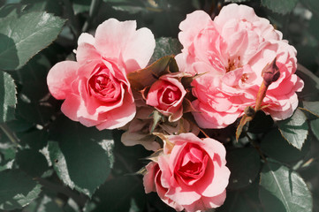 rose rose bush in the garden, background image