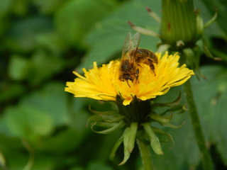 a bee collects pollen from a dandelion