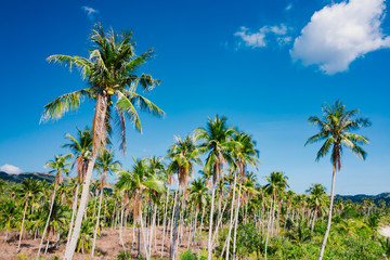Obraz premium A forest of palm trees on a sunny day