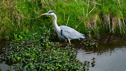 Large Grey Heron, Ardeidae, Single Bird Close Up, eye line low angle water level view, searching for food, fishing, on riverbank