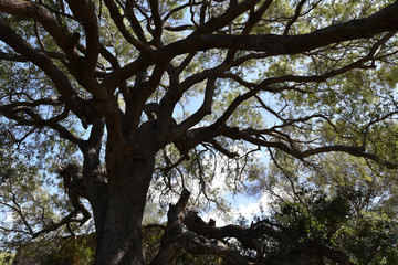 Olivier centenaire en Corse