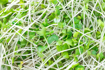 ブロッコリースプラウト