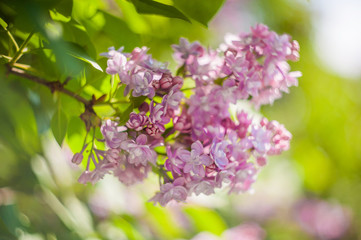 closeup lilac flower. picture with soft focus and space for text. natural sring summer background.