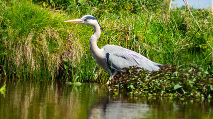 Large Grey Heron, Ardeidae, Single Bird Close Up, eye line low angle water level view, searching for food on riverbank