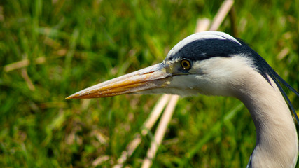 Large Grey Heron, Ardeidae, Single Bird Close Up, head shot, eyeline low angle view