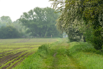 Path next to a field of a farm on a misty day