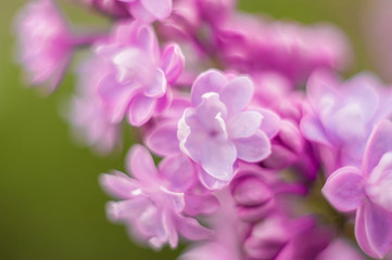 closeup lilac flower. picture with soft focus and space for text. natural sring summer background.
