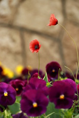A red Flower and violet flowers