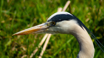 Large Grey Heron, Ardeidae, Single Bird Close Upon head and beak