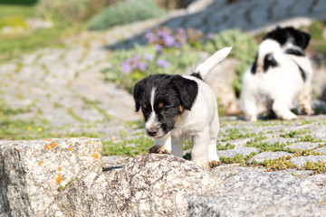 Small charming Jack Russell 7,5 weeks old old. dog puppy standing outdoor in the garden in summer.