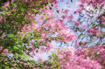 closeup lilac flower. picture with soft focus and space for text. natural sring summer background.