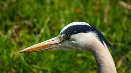 Large Grey Heron, Ardeidae, Single Bird Close Up head shot