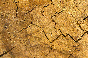 cracked dry oak texture oak stump background