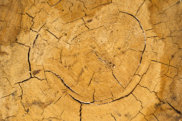 cracked dry oak texture oak stump background
