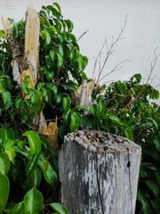 Durango: ciudad verde 