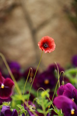 Schoene rote Blumeen mit purpurroten Blumen