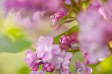 Fototapeta na wymiar closeup lilac flower. picture with soft focus and space for text. natural sring summer background.