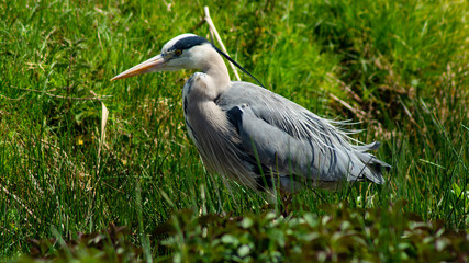 Large Grey Heron, Ardeidae, Single Bird Close Up, eyeline low angle view, searching for food on riverbank