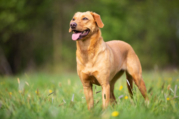 A bright Labrador Retriever with a working line.