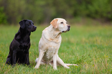 Two Labradors Retriver on a spring meadow. Small depth of field