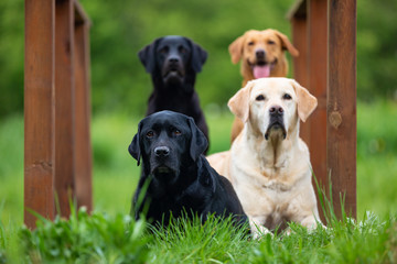 Four Labradors Retriver on a spring meadow. Small depth of field