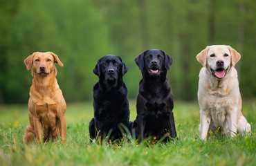 Four Labradors Retriver on a spring meadow. Small depth of field