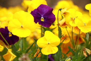 Lila Blume mit gelben Blueten