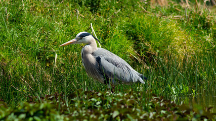 Large Grey Heron, Ardeidae, Single Bird Close Up, eyeline low angle view, searcing for food on riverbank