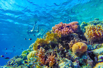 colorful coral reef and bright fish