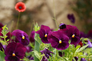 violets and red Flowers