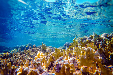 colorful coral reef and bright fish