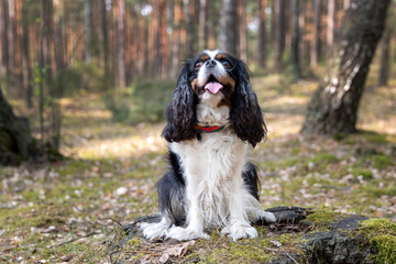 Portrait of a dog