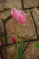 Rosa Tulpenblumen