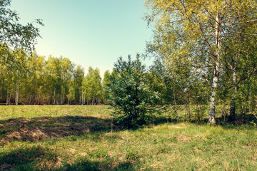 Fototapeta premium Birch trees on a sunny summer day.