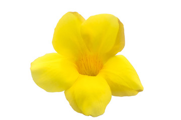 Obraz na płótnie Canvas Champa, yellow flower isolated
