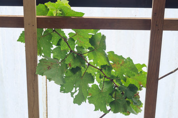 frame with green leaves