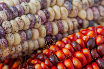 Andean maize varietes - red white - macro