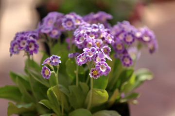 Beautiful flowering low grass from the family Primulaceae