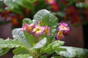 Beautiful flowering low grass from the family Primulaceae