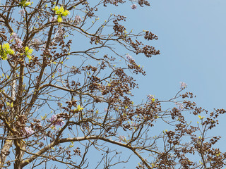 Capsules ovales et pointues, fruits du Polownia (Paulownia tomentosa) 