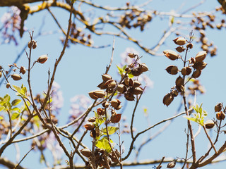 Capsules ovales et pointues, fruits du Polownia (Paulownia tomentosa) 