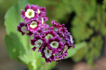 Beautiful flowering low grass from the family Primulaceae