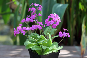 Beautiful flowering low grass from the family Primulaceae