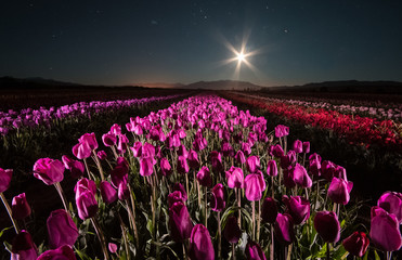 Field of tulips in Trevelin, Argentina