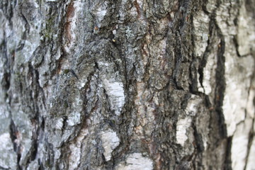 Close up of tree bark background.