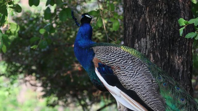 The male peacock is cleaning the beautiful feathers, the peacock is a bird that is found in Thailand and India.