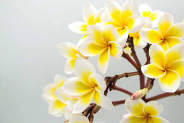 Fototapeta na wymiar Champa, yellow flower isolated