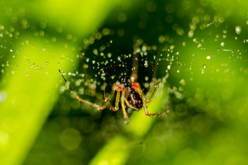 Little spider on a web with water drops on a green background