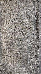 Close up picture of a palm tree trunk, natural background or texture, selective focus.